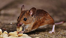 24 Hour & Emergency Exterminators in Sierra Blanca, NM